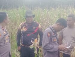 Kapolsek Mempawah Hulu cek progres pertumbuhan Tanaman jagung