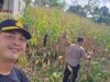Kapolsek Sengah Temila Tinjau Lahan Jagung Poktan 