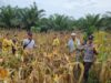 Polsek Sekadau Hulu Gelar Panen Jagung Hibrida 