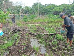 Polsek Matan Hilir Melaksanakan Pemupukan Tanaman Jagung Hibrida 