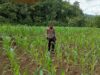 Penggerak Desa Sabaka Cek Progres Penanaman Jagung