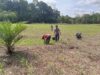 Kapolsek Meranti Turun Langsung Cek Progres Lahan Percontohan Tanaman Jagung 