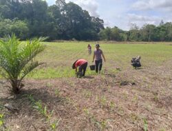 Kapolsek Meranti Turun Langsung Cek Progres Lahan Percontohan Tanaman Jagung 