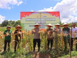 Kapolres Sintang Gelar Panen Raya Jagung Kuartal II Terhubung Virtual Dengan Presiden RI
