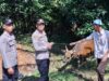Kapolsek Nanga Tayap Serahkan Bantuan Hewan Kurban Dalam Rangka Hari Raya Iduladha 1446 H