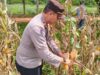 Kapolsek Matan Hilir Utara Panen Jagung Hibrida Di Lokasi PT Gemilak Makmur Subur