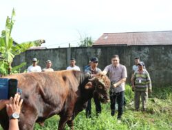 Kapolres Ketapang Laksanakan Penyembelihan Hewan Qurban Di Mapolres Ketapang
