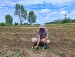 Polsek Tayan Hilir Intensif Rawat Lahan Demplot Pascatanam Serentak Tanaman Jagung Tumbuh Subur