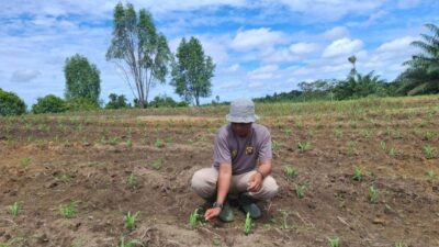 Polsek Tayan Hilir Intensif Rawat Lahan Demplot Pascatanam Serentak Tanaman Jagung Tumbuh Subur