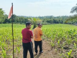 Kapolres Melawi Pantau Progres Perkembangan Jagung