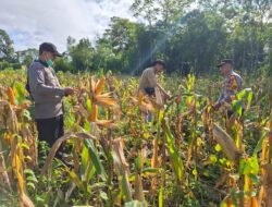 Kapolsek Jelai Hulu Bersama Kelompok Tani dan PPL Laksanakan Panen Jagung Hibrida 