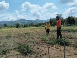 Kanit Binmas Polsek Nanga Tayap Laksanakan Pemantauan Perkembangan Tanaman Jagung Hibrida 