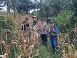 Panen Jagung Hibrida R1 Nusantara Bersama Bintara Penggerak Desa Kayu Ara