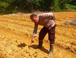 Kanit Samapta Polsek Simpang Dua Cek Perkembangan Tanaman Jagung Hibrida 