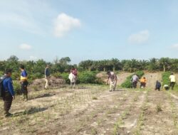 Personil Polsek Ngabang Lakukan Pemupukan Urea Di Lahan Jagung Presisi Polres Landak Raja Wali