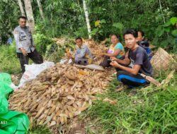Panen Jagung Perdana Di Dusun Bejambu Sairi
