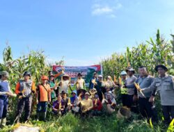 Panen Jagung Di Kembayan Jadi Bukti Nyata Sinergi Pemerintah Dan Masyarakat