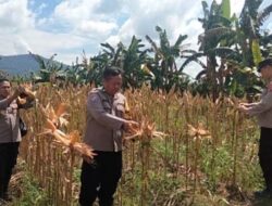Bhabinkamtibmas Polsek Tumbang Titi Panen Jagung Hibrida 