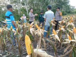 Kapolres Ketapang Tinjau Lahan Jagung Hibrida Siap Panen Di Kecamatan Nanga Tayap