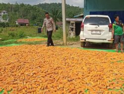 Bintara Penggerak Ketahanan Pangan Cek Hasil Panen Jagung di Desa Bilayuk 