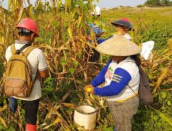 Panen Jagung Di Lahan Tumpang Sari PT DMP Semitau Dukung Ketahanan Pangan Nasional 2025