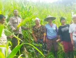 Kolaborasi Petani dan Polisi Panen Jagung Di Tengah Serangan Hama