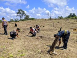Pengecekan Pertumbuhan Tanaman Jagung Lahan Percontohan Polsek Menyuke