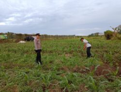 Kapolsek Delta Pawan Cek Lahan Jagung Hibrida Milik Kelompok Tani Nilam 2