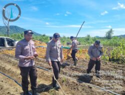 Titi Makmur  Laksanakan Penanaman Jagung Hibrida Di Lahan Percontohan