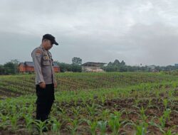 Polsek Tayan Hulu Lakukan Pengecekan Lanjutan Lahan Demplot Untuk Kawal Program Ketahanan Pangan