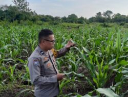 Pastikan Tumbuh Subur Polsek Muara Pawan Cek Tumbuh Kembang Tanaman Jagung Hibrida