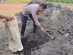 Bhabinkamtibmas Polsek Marau Bersama Poktan Upas Makmur Laksanakan Pemupukan Lahan Jagung Hibrida 
