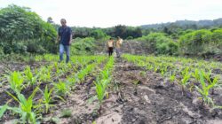 Polsek Ngabang Lakukan Penyemprotan Hama Di Kebun Jagung Presisi Polres Landak Rajawali 