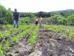 Polsek Ngabang Lakukan Penyemprotan Hama Di Kebun Jagung Presisi Polres Landak Rajawali 