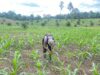 Kapolsek Cek Perkembangan Jagung Di Lahan Demplot Dalam Rangka Mendukung Swasembada Pangan Tahun 2025