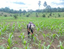 Kapolsek Cek Perkembangan Jagung Di Lahan Demplot Dalam Rangka Mendukung Swasembada Pangan Tahun 2025