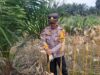 Panen Jagung Di Kecamatan Bonti Bukti Nyata Komitmen Mendukung Ketahanan Pangan Nasional