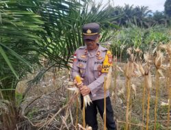 Panen Jagung Di Kecamatan Bonti Bukti Nyata Komitmen Mendukung Ketahanan Pangan Nasional