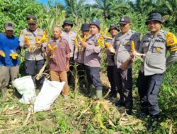 Kapolsek Tumbang Titi Dan Anggota Panen Jagung Hibrida Di Desa Jungkal