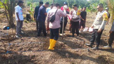 Penanaman Jagung Tahap 2 Di Poktan Mekar Baru Resmi Dimulai