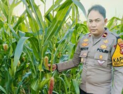 Kapolsek Delta Pawan Cek Perkembangan Tanaman Jagung Hibrida Di Lahan Kelompok Tani Nilam 2