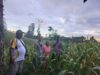 Bintara Pengerak Ketahanan Pangan Desa Padang Pio Cek Progres Tanaman Jagung