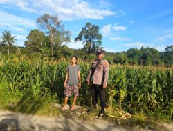 Lahan Jagung Di Dusun Padang Pio Kwt Karumi  Mandiri