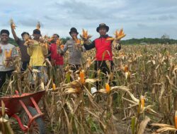 Kapolsek Nanga Tayap Bersama Bhabinkamtibmas Panen Jagung Hibrida Di Desa Lembah Hijau 2