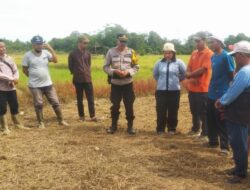 Bersama Petani Polsek Dan BPP Sebangki Bangun Desa Tangguh Pangan