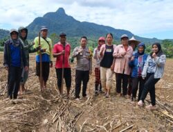 Polsek Mempawah Hulu Kembali Melaksanakan Penanaman Di Lokasi Demplot Jagung Rajawali Polres Landak