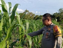 Bhabinkamtibmas Polsek Muara Pawan Laksanakan Cek Pertumbuhan Jagung Hibrida 