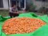 Panen Jagung Meriahkan Dusun Tampi Bide Wujudkan Kebersamaan Dan Ketahanan Pangan 