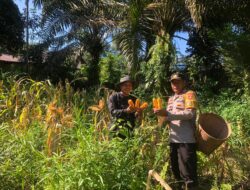 Kapolsek Simpang Dua Dan Bintara Penggerak Laksanakan Panen Jagung Hibrida 