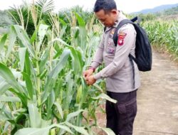 Bintara penggerak Polsek Mempawah Hulu Cek Progres pertumbuhan Tanaman jagung